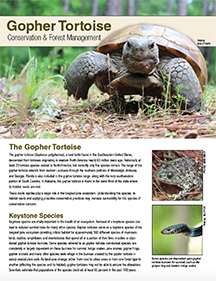 Gopher Tortoise PDF image