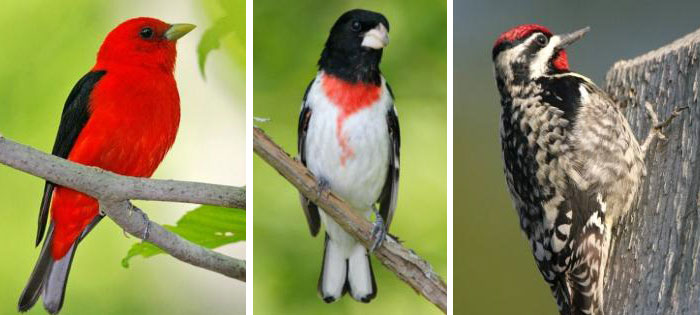 Audubon NY Birds