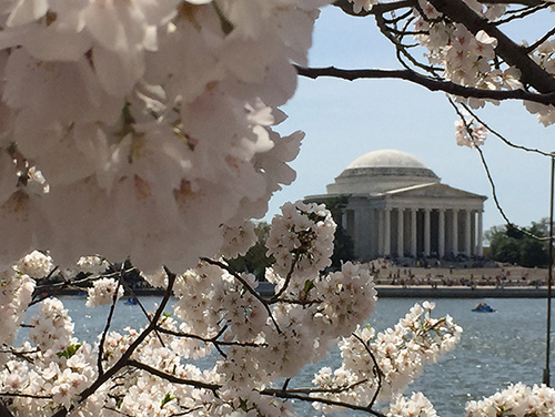 Cherry-blossoms-Washington-DC_web