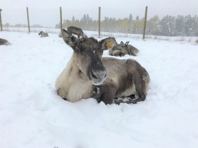 caribou1 A research herd of woodland caribou have been used to document the nutritional needs and dynamics in habitats in BC and northern Ontario. (photo D. Sleep)